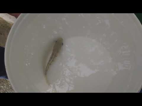QUE HERMOSO PESCADITO BEBÉ #suscribete #shortvideo #trending #suscribete