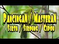 Pancingan Sirtu Cipou Sirdung Terbaru Untuk Sirtu Malas Bunyi Mp3 - Mp4 Download