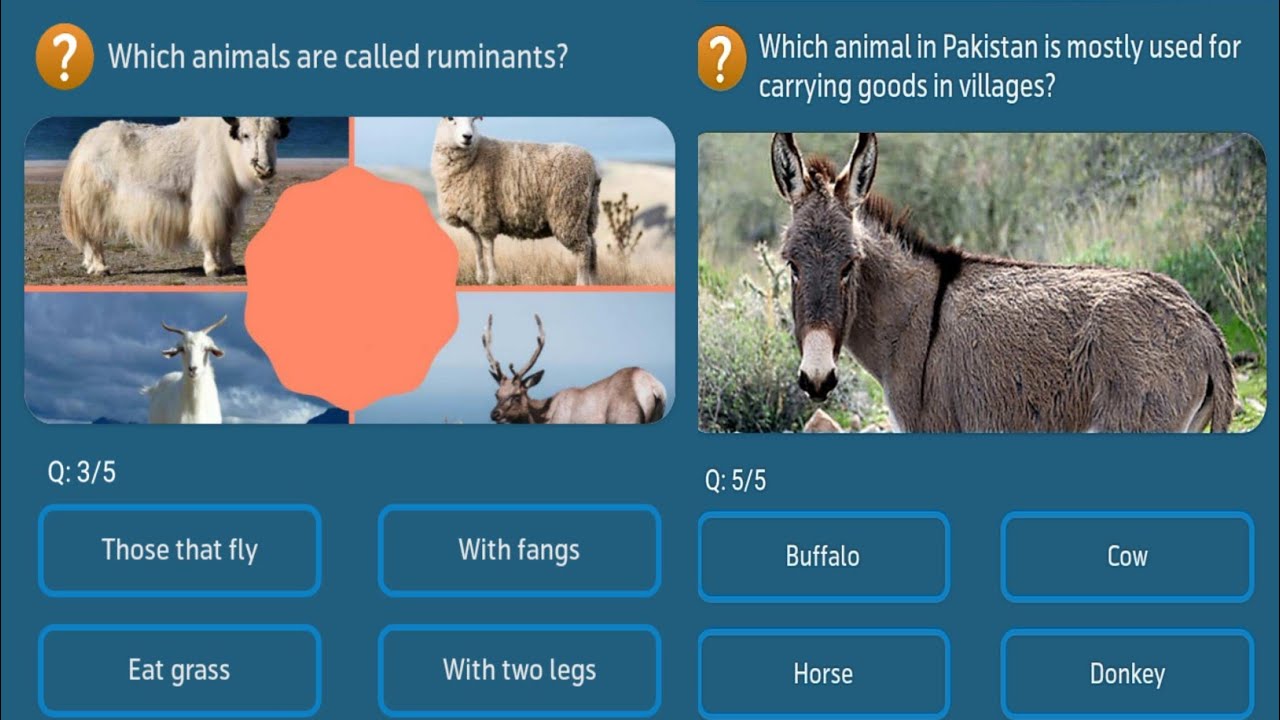 Which animals are called ruminants? - YouTube