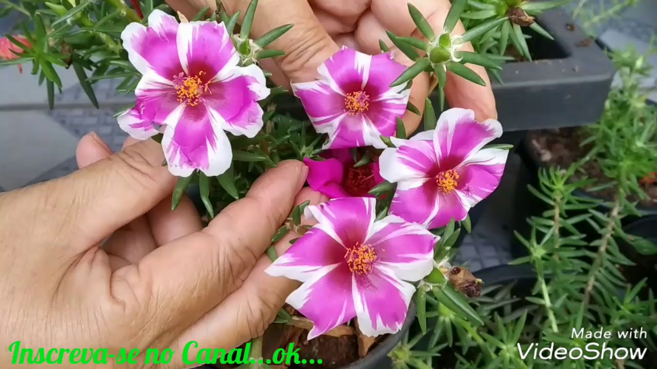 🌷Nossa Nova Cor de Onze Horas/Portulaca/Moss Rose👍 - thptnganamst.edu.vn