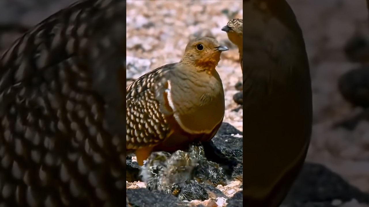 Удивительный способ выживания у рябчиков.