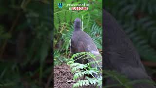 The Lyrebird #shorts #songbird #bird #lyrebird #birds -2