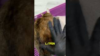 Olayı Anlayanlar Ağlıyor Hshshsh