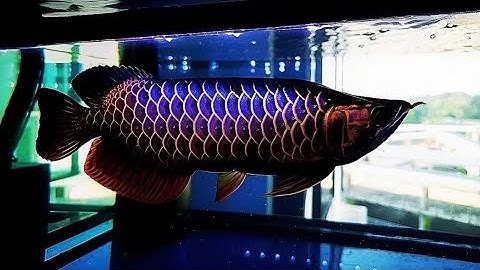 Vảy Metalic Của Huyết | Đuôi Càng Trải Nghiệm | HN Ca Rong