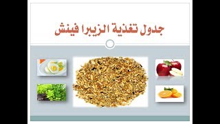 الحلقة التاسعة جدول تغذية طيور الزيبرا فينش