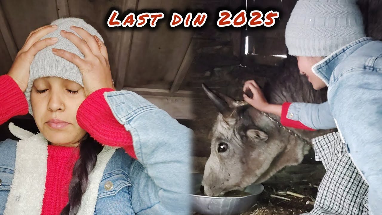 इस साल का आखरी vlog //pahadi life //