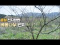 베롱나무 전지하는 방법 소개_ 봄철 깔끔하게 전지하기 Mp3 Song