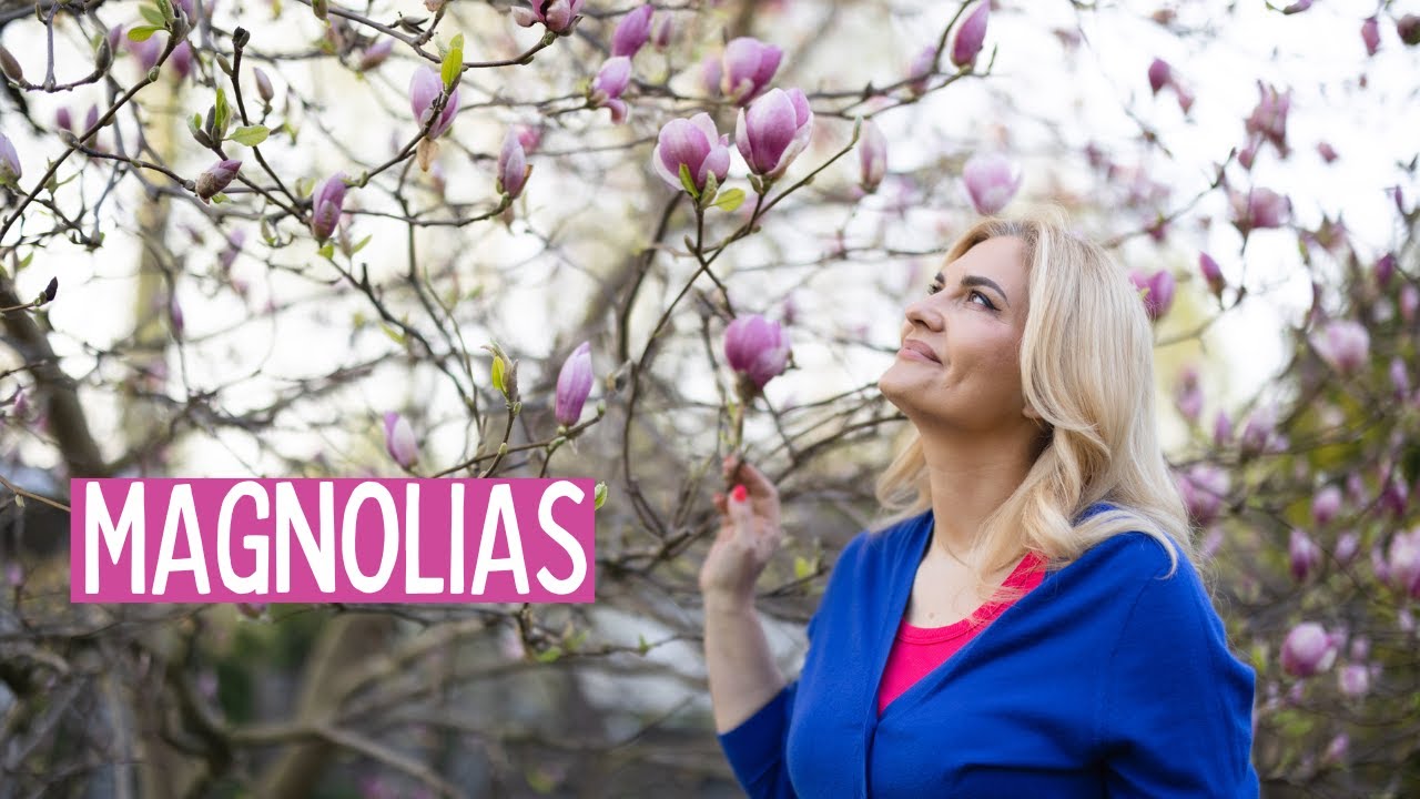 Магнолии в моем саду