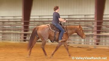 Titanium Topsy - bridleless turns, jog, lope, stops! - ValleyViewRanch.net