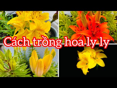 Video: Hoa Tiger Lily - Cách Trồng Hoa Ly Tiger và Chăm sóc Hoa Huệ Tiger