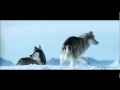 a bird hunt of the dogs (extract from Eight below)