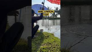 Mang Gondrong Strike #memancing #pusanggala #ikan #petualang #mancingmania #pemancing #petualangan