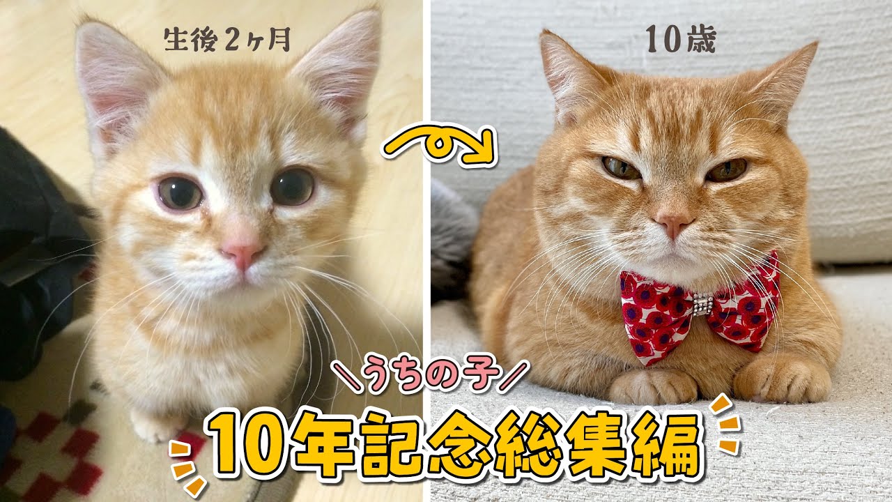 【うちの子10周年】永遠の赤ちゃんプリンの10年間総集編！