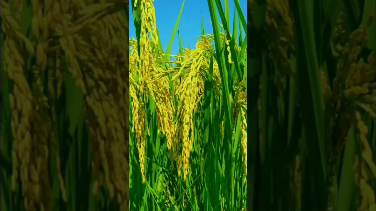 chawal ki kashet tiar hy.  