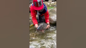 Cá Lớn - bắt Cá Rô Phi Khủng mắc kẹt dễ dàng 😱 #khacthuyvlogg