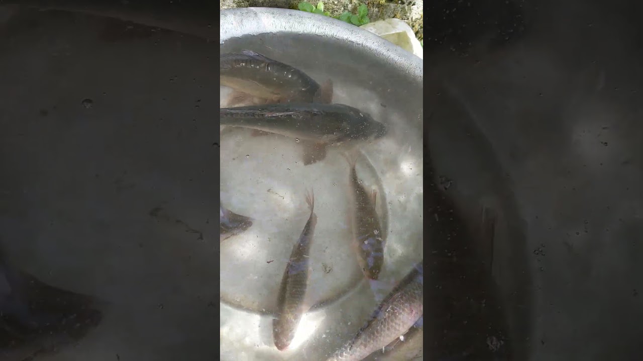 🐟🐟🐟КІЛОШНІ в АКВАРІУМ @stavo4ok  