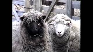 Gore Place sheep, 1995