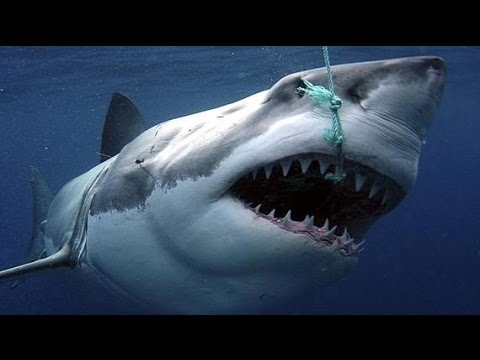 Sharks : Scavengers of the