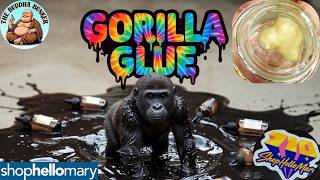 GORILLA GLUE- Live Rosin by ShopHelloMary THCA Review! @ShopHelloMaryOfficial