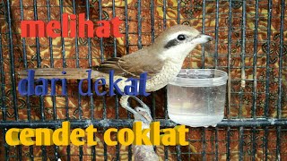 melihat lebih dekat burung cendet coklat suara kekean tajam   #cendetcoklat #cendet #cendetcoklat