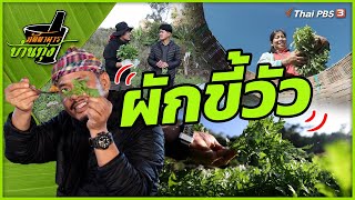 ผักขี้วัว | ภัตตาคารบ้านทุ่ง