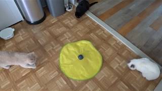 Cats investigating a motorized toy by ShinNoNoir85 23 views 5 years ago 51 seconds