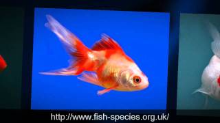*** Gold Fish - Pet Fish - Tropical Fish Species ***