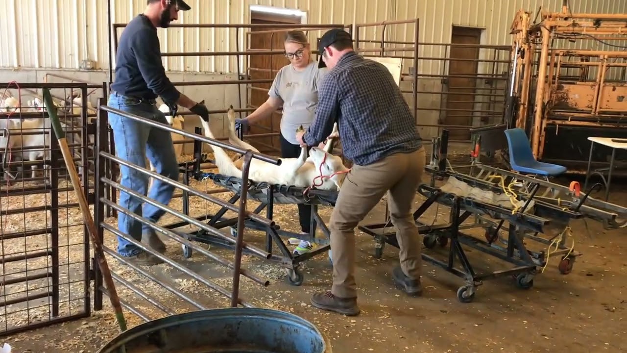 Katahdin Ewes being Implanted with Australian White Embryos | Sheep Embryo Transfer at BRG