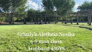 American Molossus Nessie Jr Arba Show