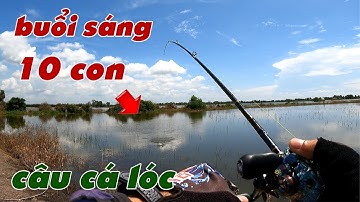 Câu Lure Cá Lóc ✅ Câu Cá Lóc Dạo Mùa Lũ Buổi Sáng Gần 10 Con | Tâm Râu Vlog #351
