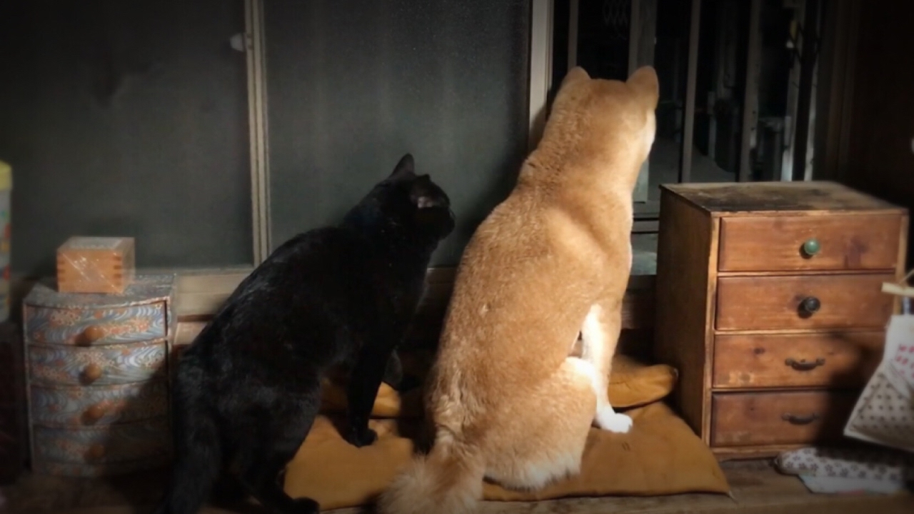 いぬねこたぬき 張込み中】たぬきの出待ちをする犬と猫 dog and cat wait for TANUKI