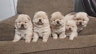 Goliath x NVA - Cream Chow Chow Puppies @ 5 Weeks Old