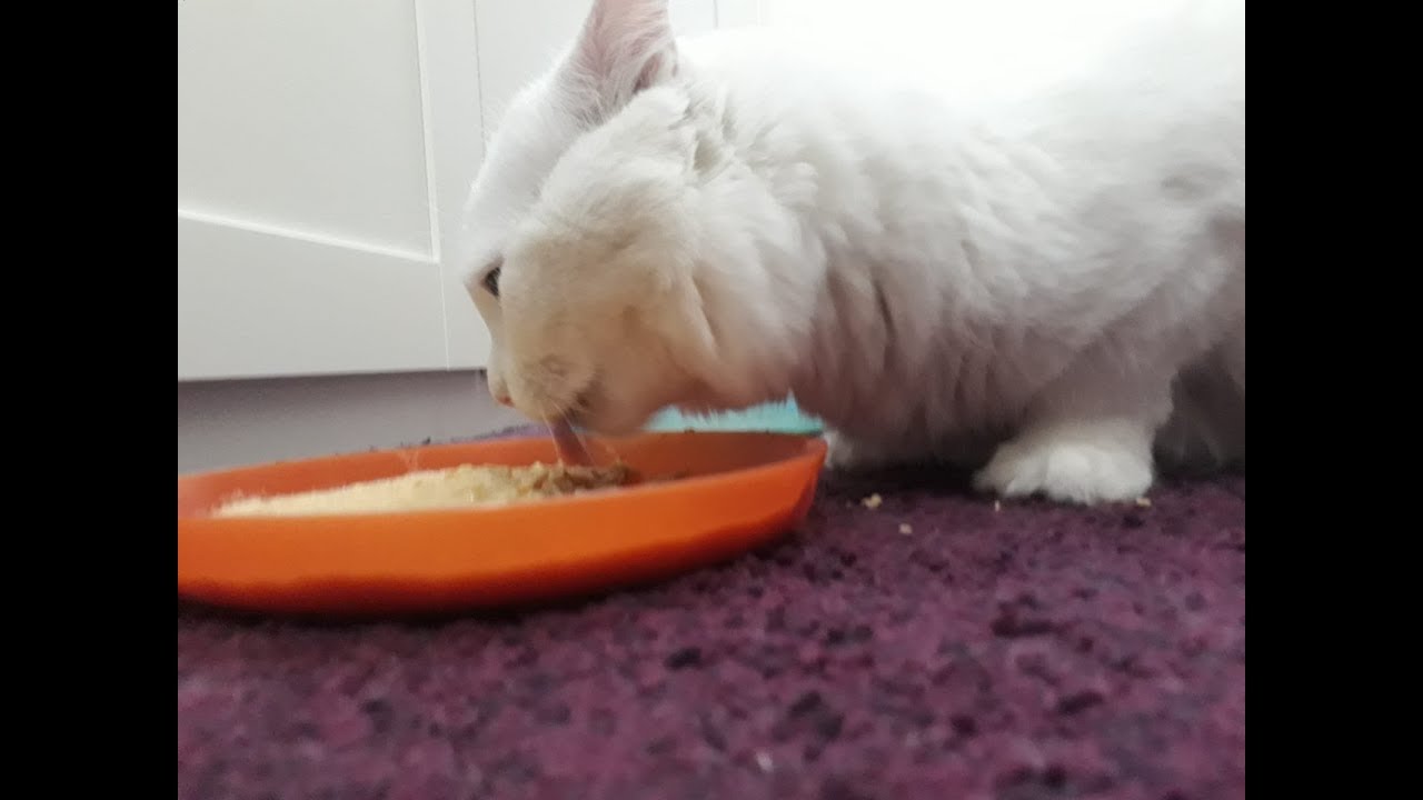 How to make cat food طعام للقطط صحي واوفر من السوق YouTube