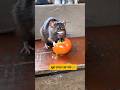 चूहा टमाटर खा लिया #funny #funnymunna #thetharpuns #comedy #rat #tomato #boy