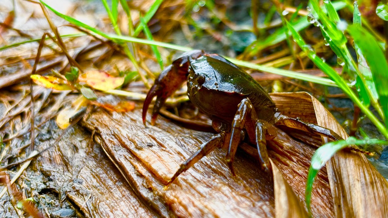 SHARING KONTEN #sharing #kontenkreator #konten #nature #rural #ricefield #holtikultura #idekonten 