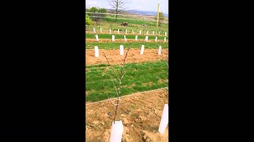 High Density Planting Trellis Installation at Hollabaugh Bros., Inc.