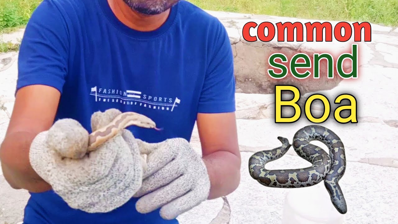 Common Sand Boa (Eryx conicus) पिलडीया सांप Russell’s Earth Boa