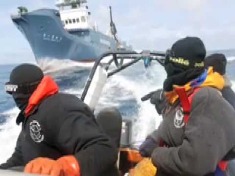 Paul Watson (Sea Shepherd) Interview