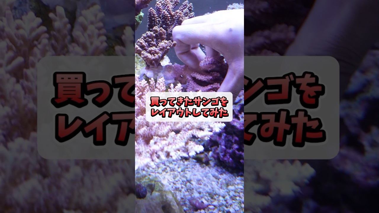 サンゴレイアウト サンゴを実際にレイアウトしてみた - YouTube