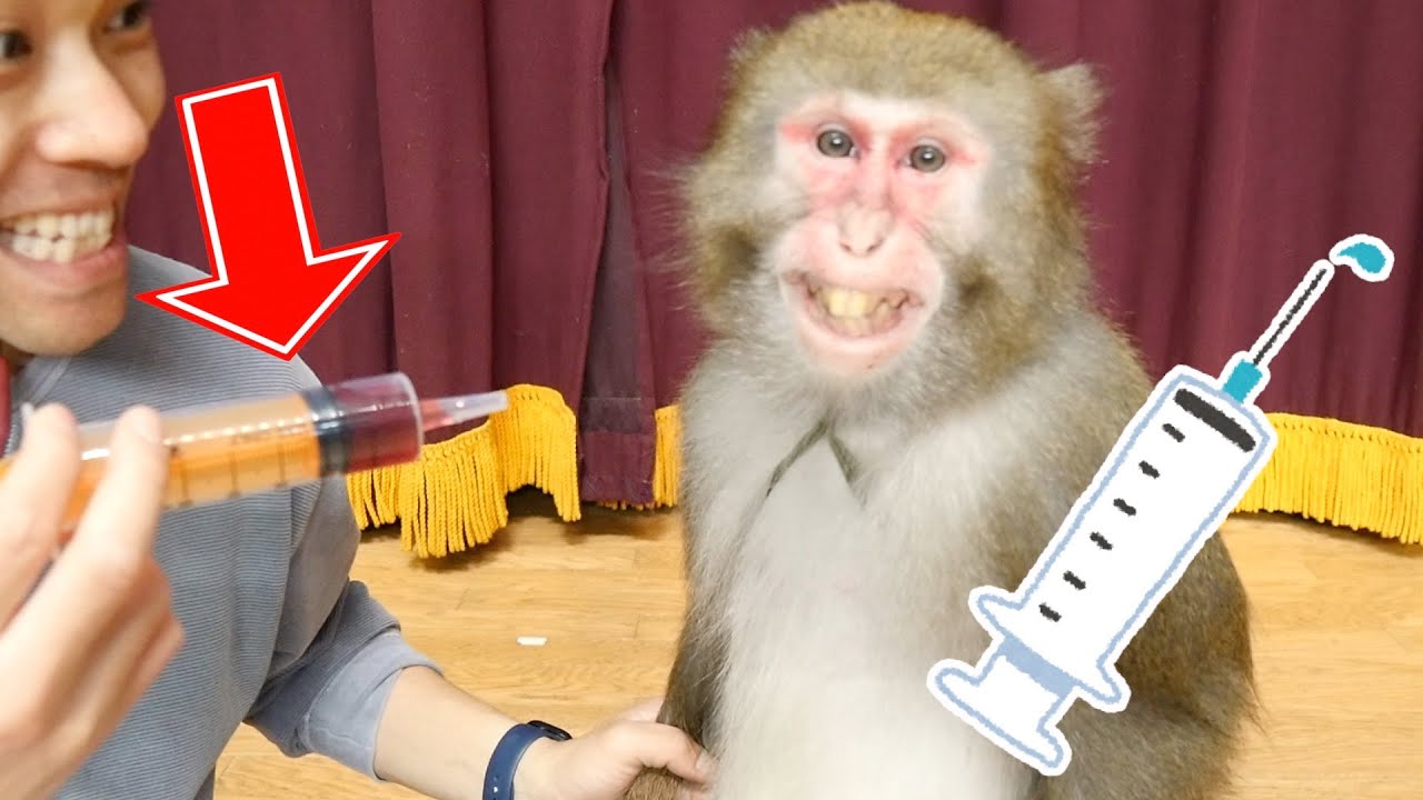 The monkey's reaction when his owner gives him an injection is