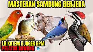 Download lagu LOVEBIRD KATEM GEREJA RPM Pelatuk Bawang | MASTERAN Jernih  Sambung Berjeda.