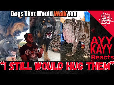 Dogs That Will Send You to DOG Backwards REACTION (AYYKAYY Reacts)