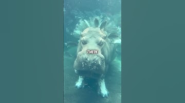 The ocean is the real outer space? #ocean #outerspace #space #exporation #mystery