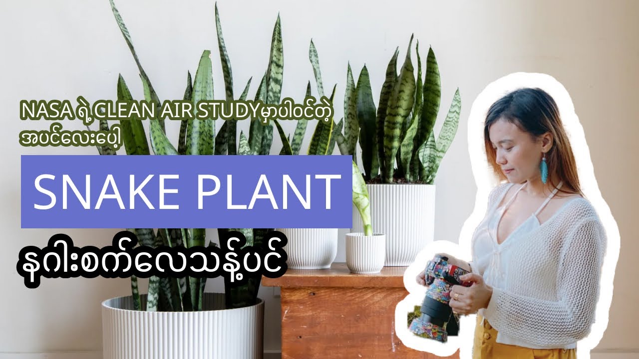 နဂါးစက်လေသန့်ပင် (Snake Plant)လေးအကြောင်း
