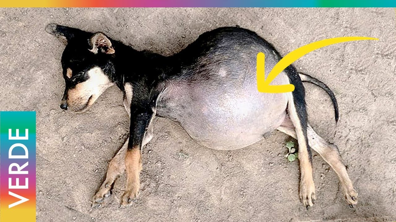 remedios caseros para inflamacion de estomago en perros remedios caseros para inflamacion de estomago en perros
