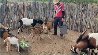 HUGO CORTA PALMA PARA AS CABRAS E FALA DE ALGUMAS COISAS QUE PENSA PRIMEIRO DE JANEIRO.SOLEDADE,PB