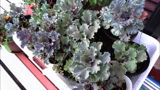 種から育てた葉牡丹 約1年かけて 真夏も乗り越えて Risの園芸日記 Youtube