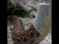 시력이 떨어지고 성격이 급한 뱀은 탈피할 때 어떤 표현들이 있을가요? |CCTV 한국어방송