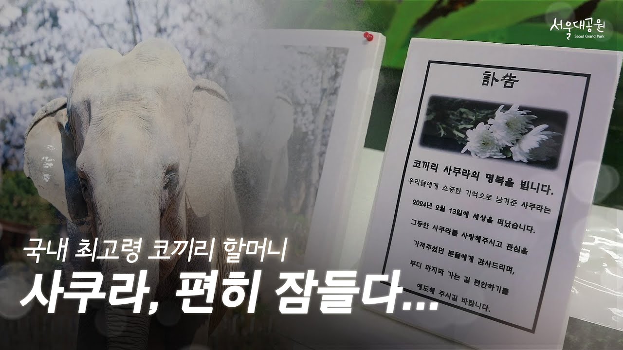 [추모]코끼리 사쿠라 할머니, 항상 널 기억할께
