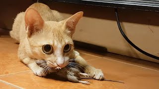 OMG Cat Catching Small Rat To Eat by CC Strong 957 views 2 years ago 8 minutes, 25 seconds